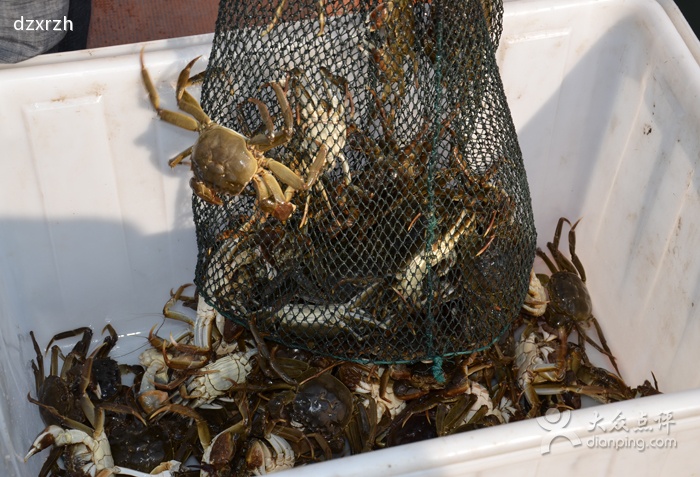 阳澄湖大闸蟹